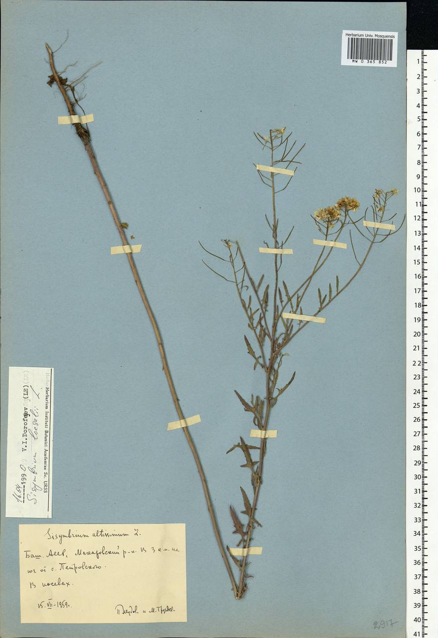 Sisymbrium loeselii L., Eastern Europe, Eastern region (E10) (Russia)