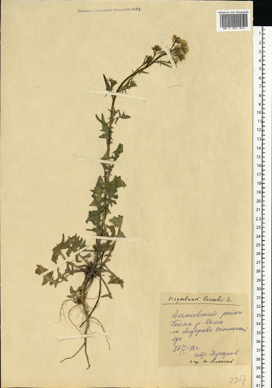 Sisymbrium loeselii L., Eastern Europe, Eastern region (E10) (Russia)