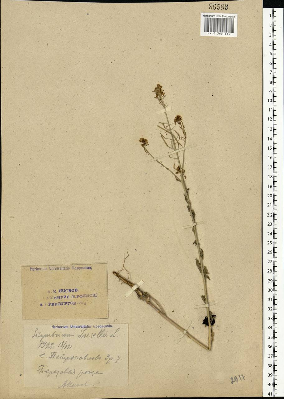 Sisymbrium loeselii L., Eastern Europe, Eastern region (E10) (Russia)
