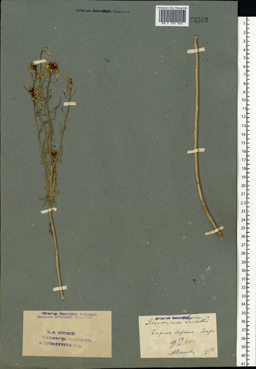 Sisymbrium loeselii L., Eastern Europe, Eastern region (E10) (Russia)