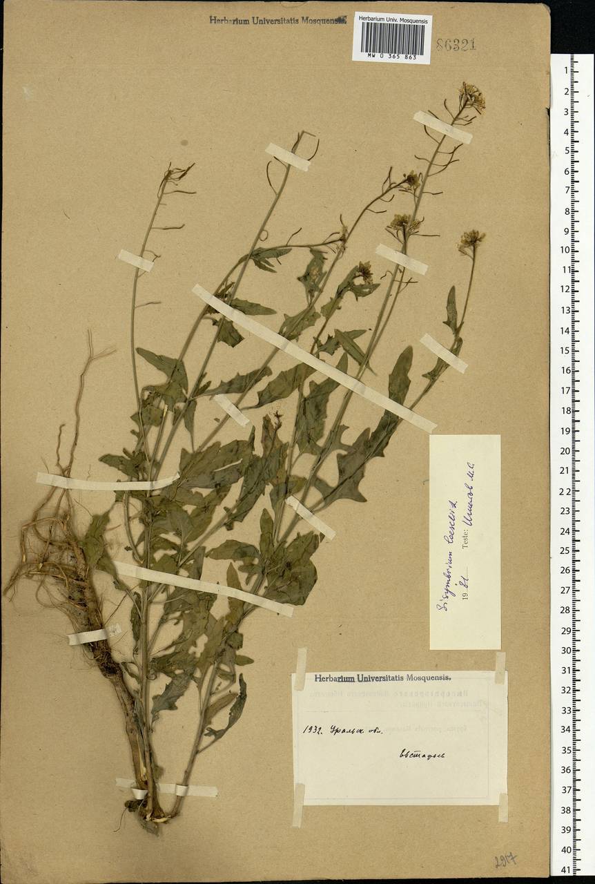 Sisymbrium loeselii L., Eastern Europe, Eastern region (E10) (Russia)