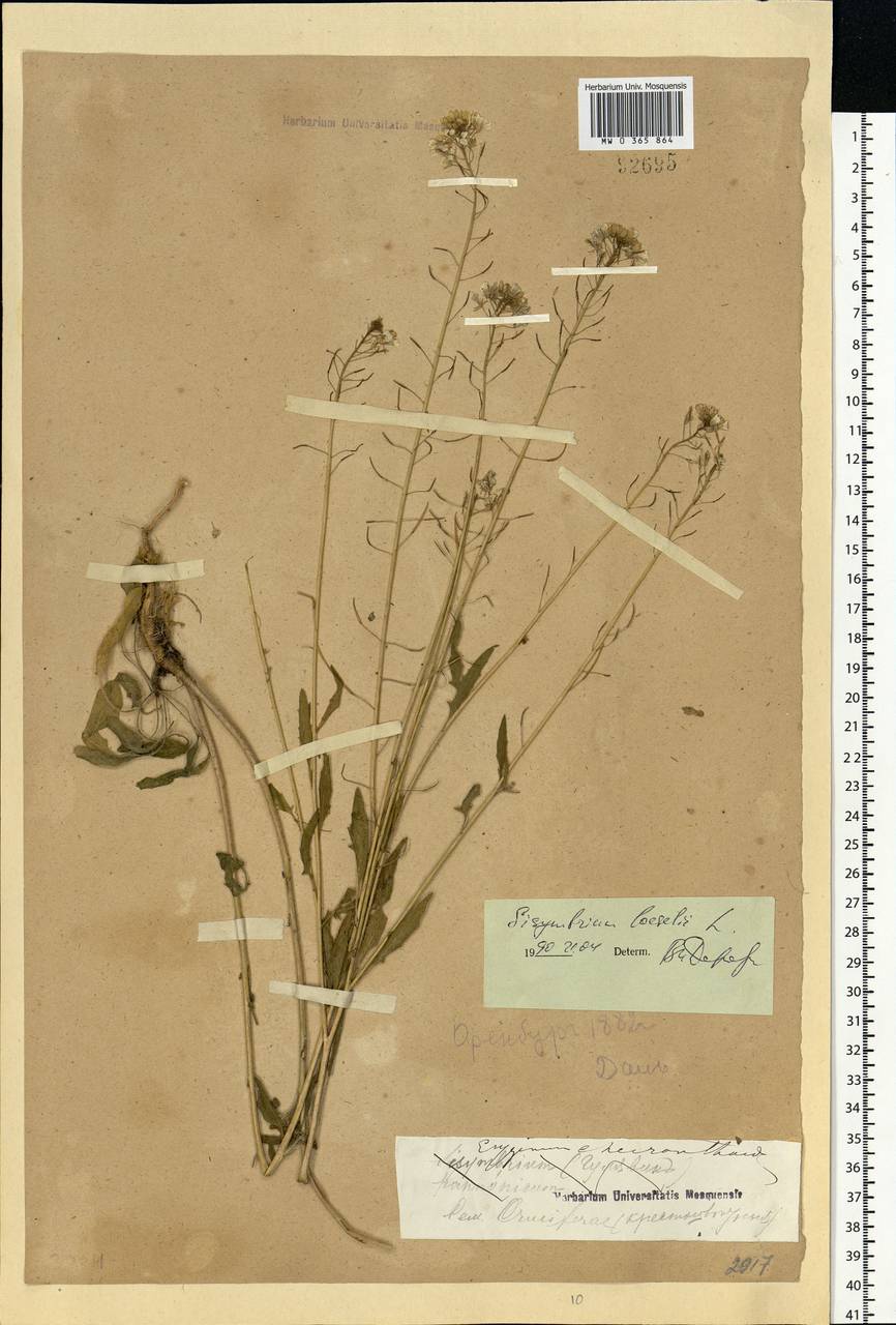 Sisymbrium loeselii L., Eastern Europe, Eastern region (E10) (Russia)