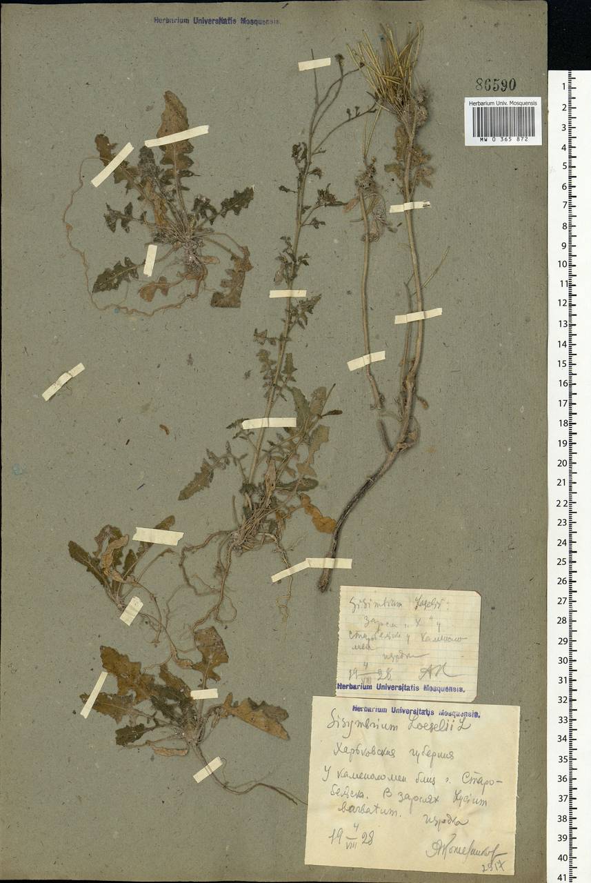 Sisymbrium loeselii L., Eastern Europe, North Ukrainian region (E11) (Ukraine)