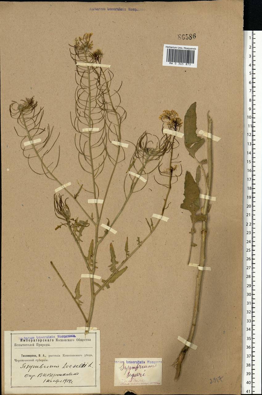 Sisymbrium loeselii L., Eastern Europe, North Ukrainian region (E11) (Ukraine)