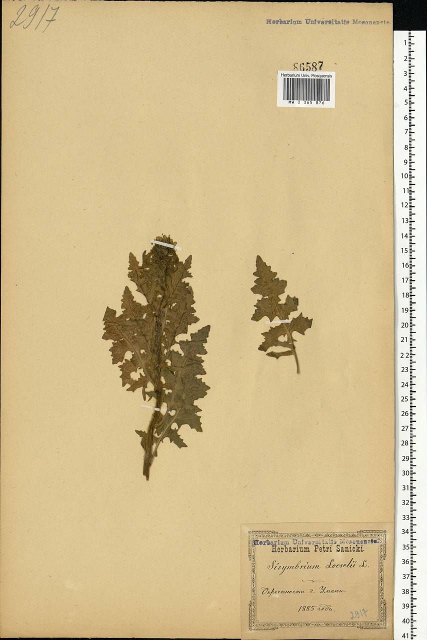 Sisymbrium loeselii L., Eastern Europe, North Ukrainian region (E11) (Ukraine)