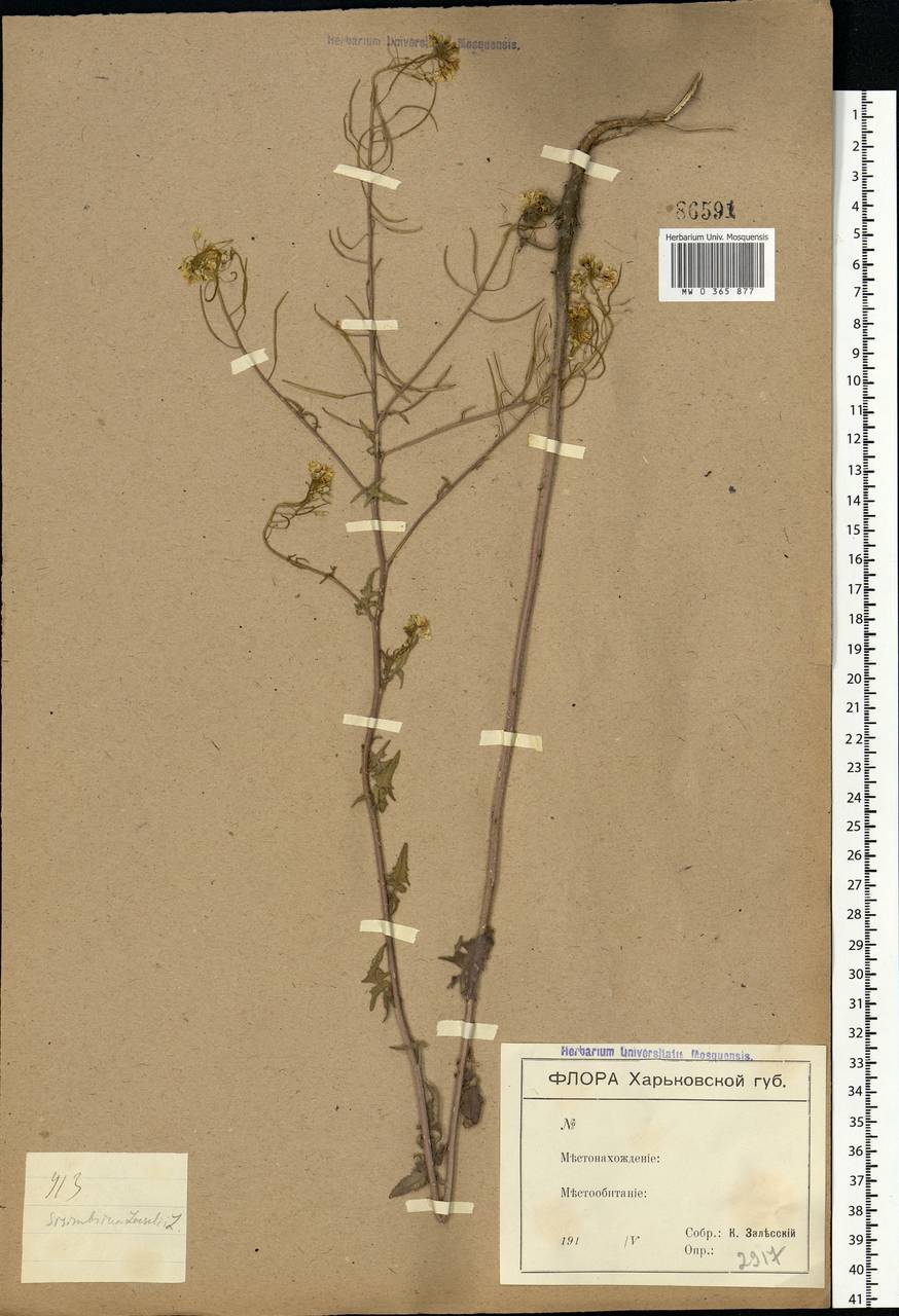 Sisymbrium loeselii L., Eastern Europe, North Ukrainian region (E11) (Ukraine)