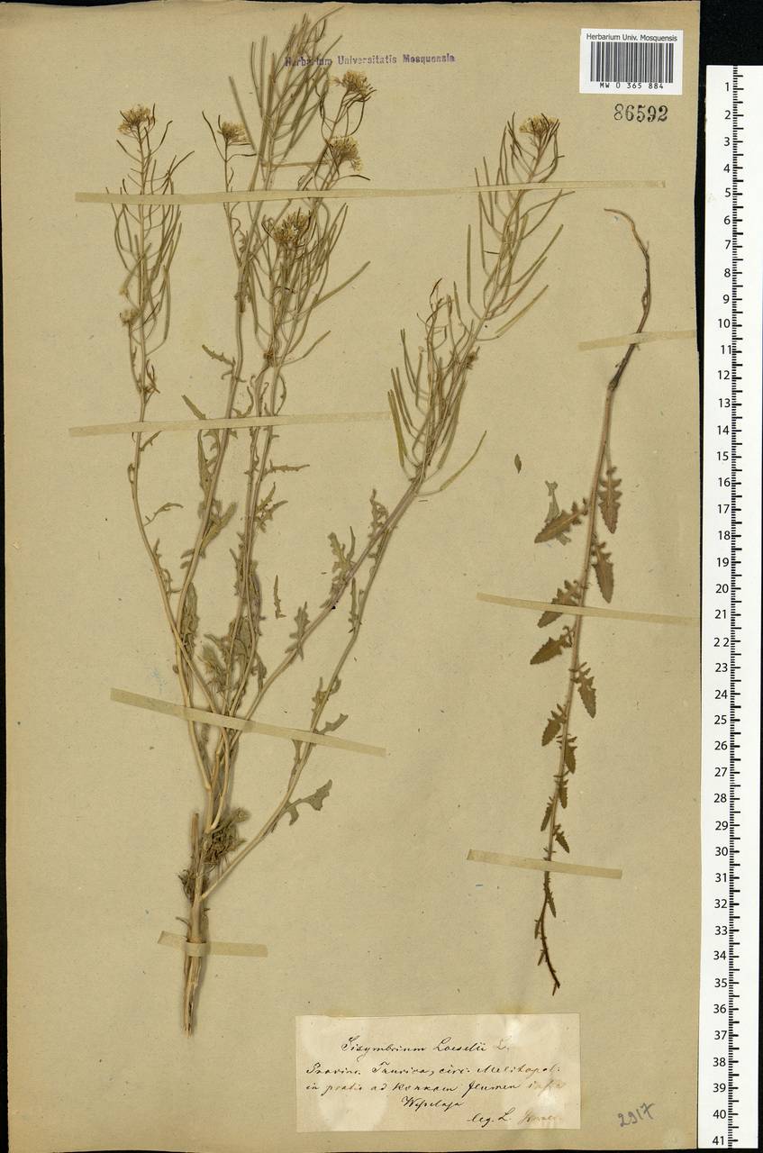 Sisymbrium loeselii L., Eastern Europe, South Ukrainian region (E12) (Ukraine)