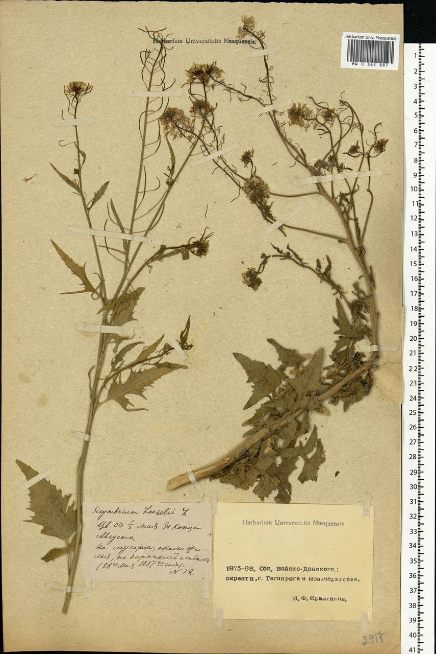 Sisymbrium loeselii L., Eastern Europe, Rostov Oblast (E12a) (Russia)