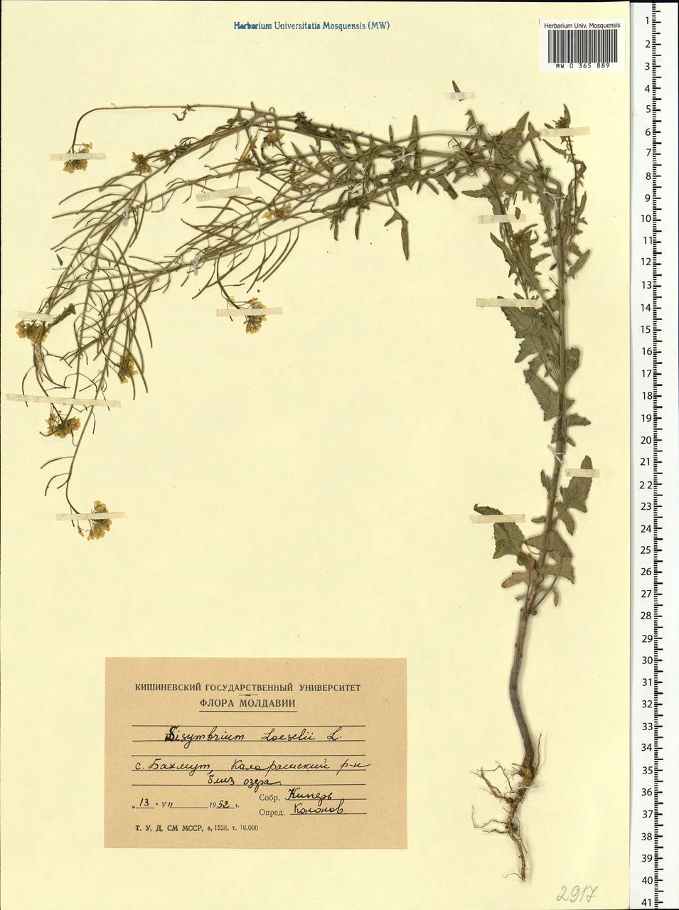 Sisymbrium loeselii L., Eastern Europe, Moldova (E13a) (Moldova)