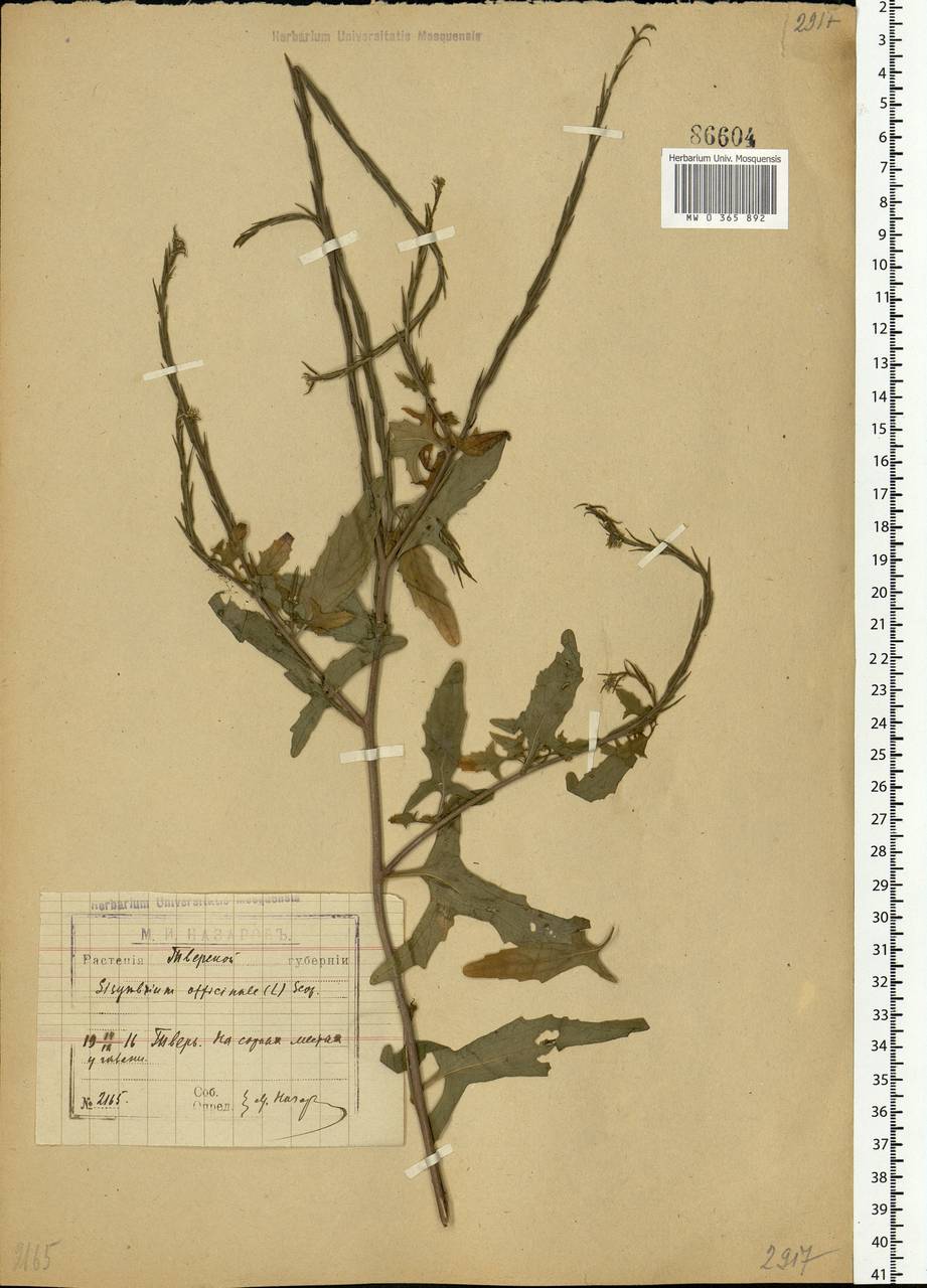 Sisymbrium officinale (L.) Scop., Eastern Europe, North-Western region (E2) (Russia)