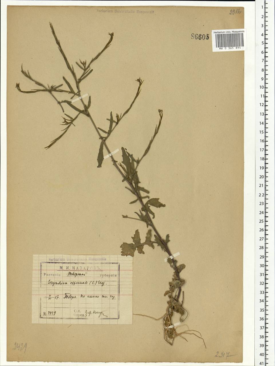 Sisymbrium officinale (L.) Scop., Eastern Europe, North-Western region (E2) (Russia)