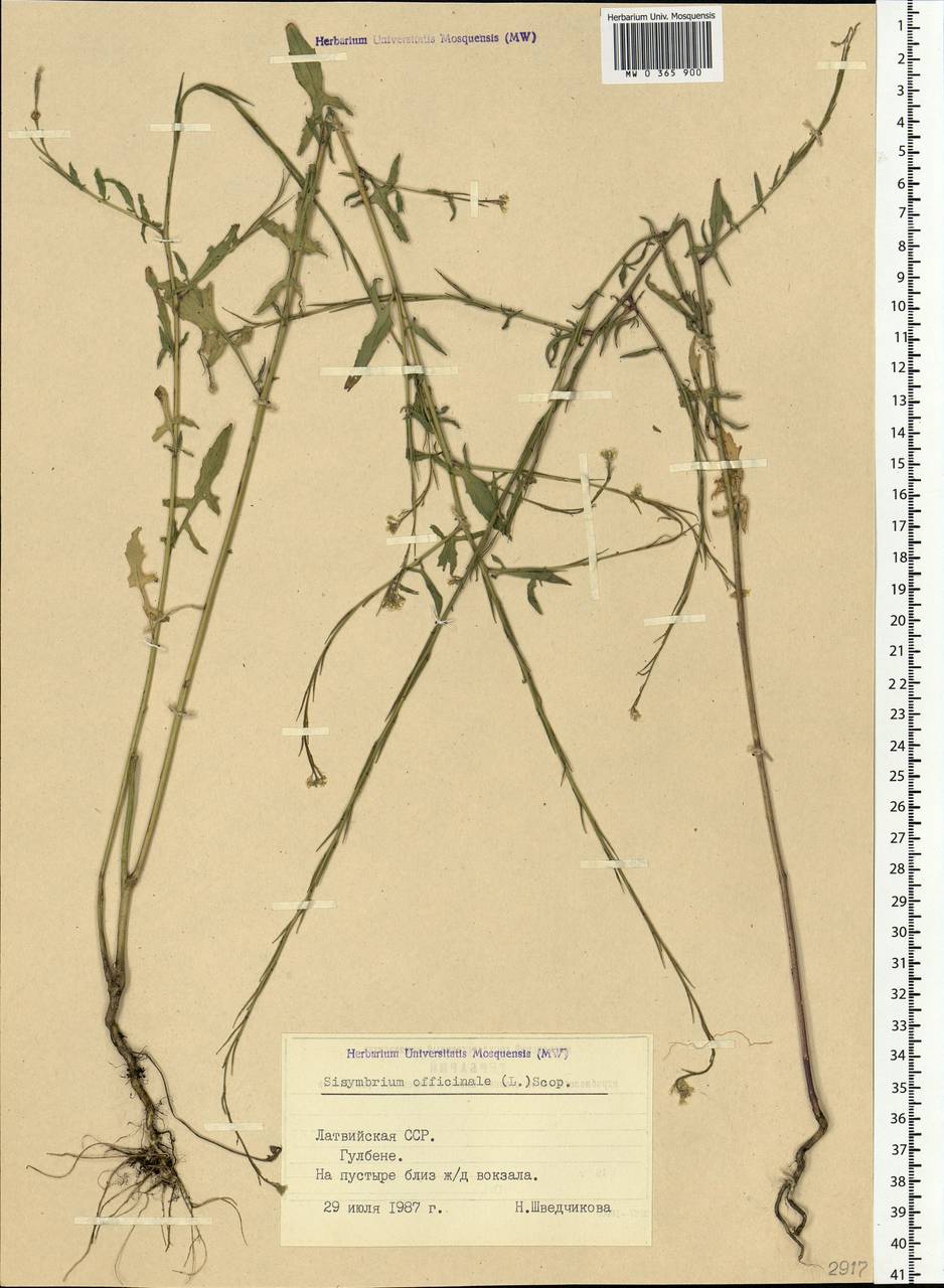 Sisymbrium officinale (L.) Scop., Eastern Europe, Latvia (E2b) (Latvia)