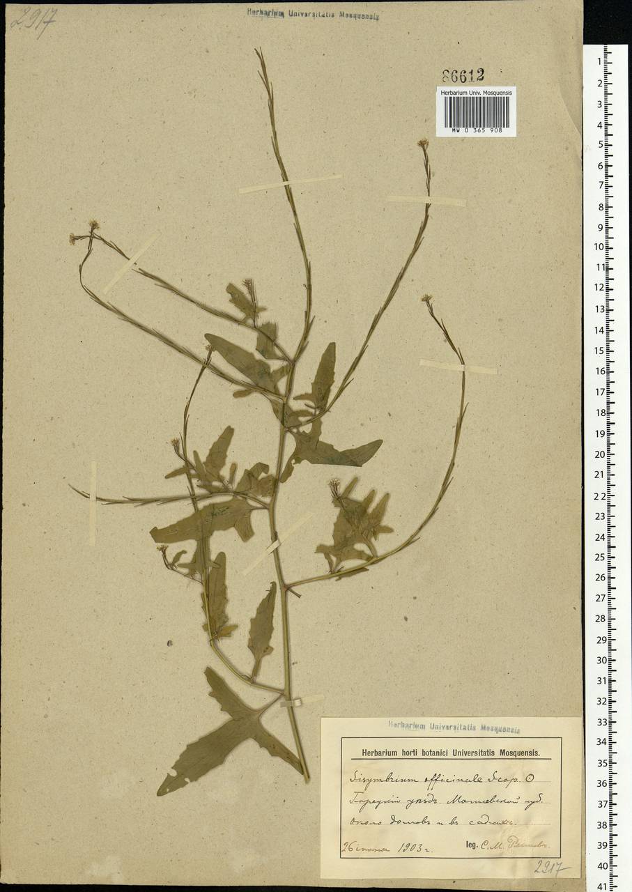 Sisymbrium officinale (L.) Scop., Eastern Europe, Belarus (E3a) (Belarus)