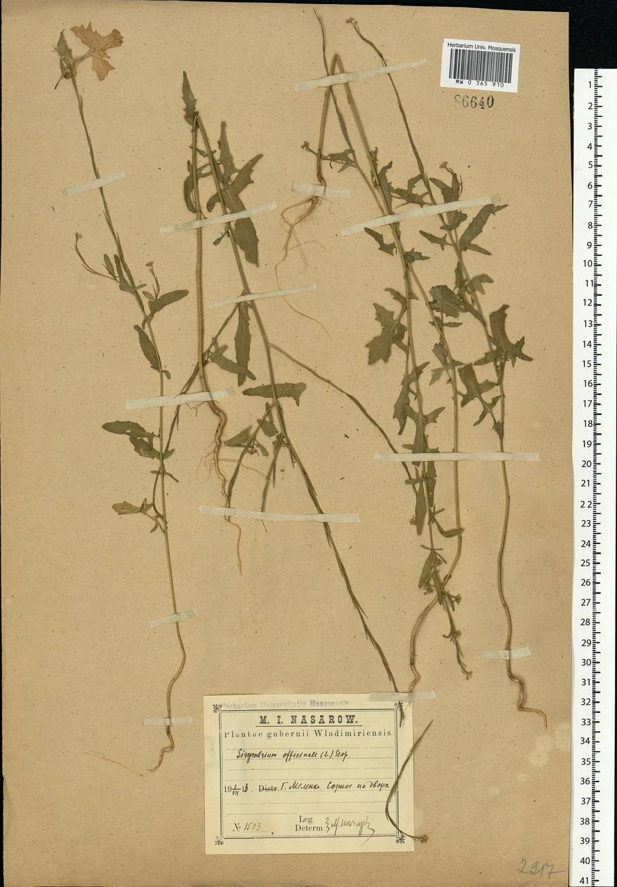 Sisymbrium officinale (L.) Scop., Eastern Europe, Central region (E4) (Russia)
