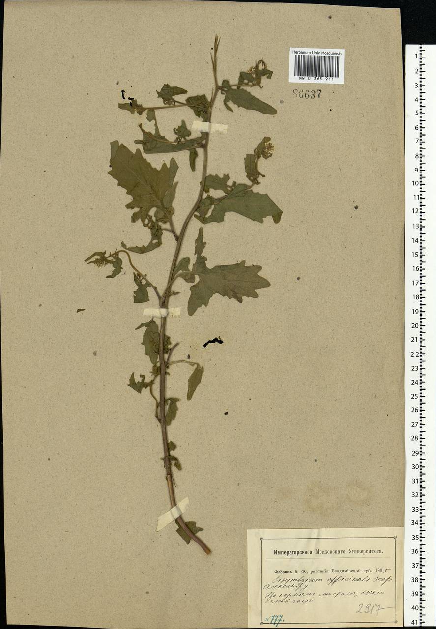 Sisymbrium officinale (L.) Scop., Eastern Europe, Central region (E4) (Russia)