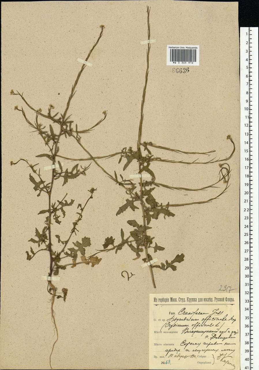 Sisymbrium officinale (L.) Scop., Eastern Europe, Central region (E4) (Russia)