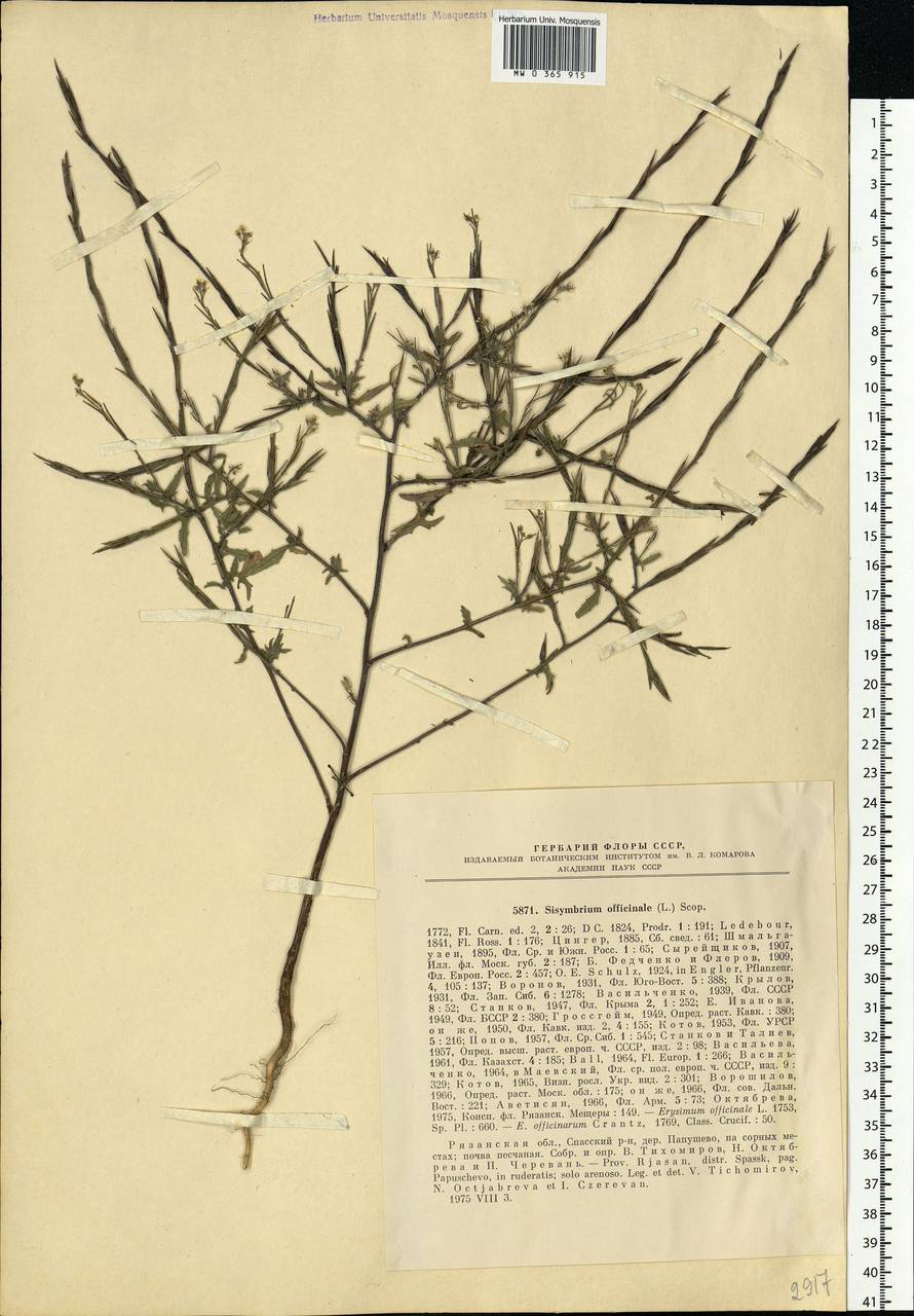 Sisymbrium officinale (L.) Scop., Eastern Europe, Central region (E4) (Russia)