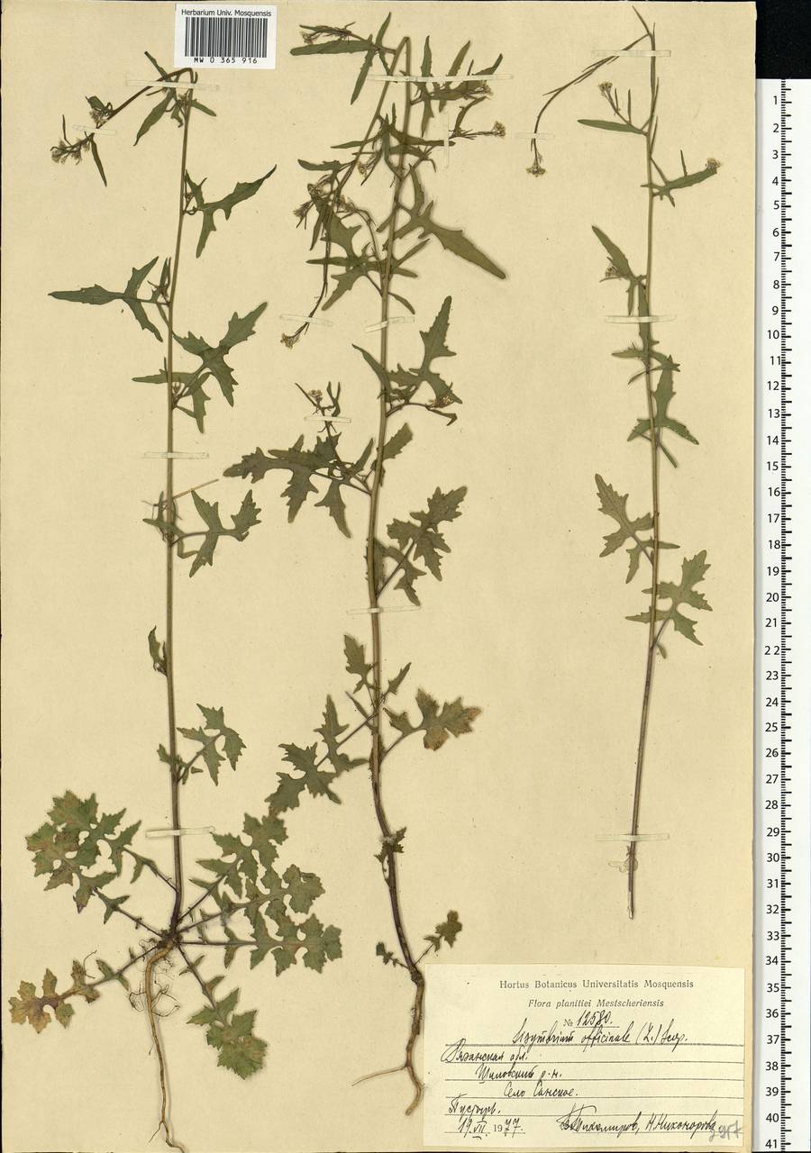 Sisymbrium officinale (L.) Scop., Eastern Europe, Central region (E4) (Russia)