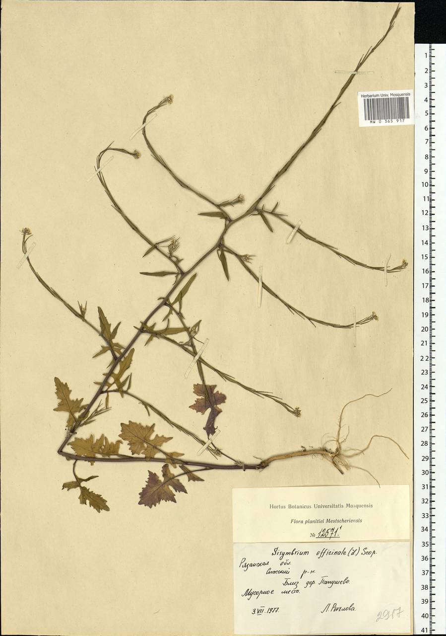 Sisymbrium officinale (L.) Scop., Eastern Europe, Central region (E4) (Russia)