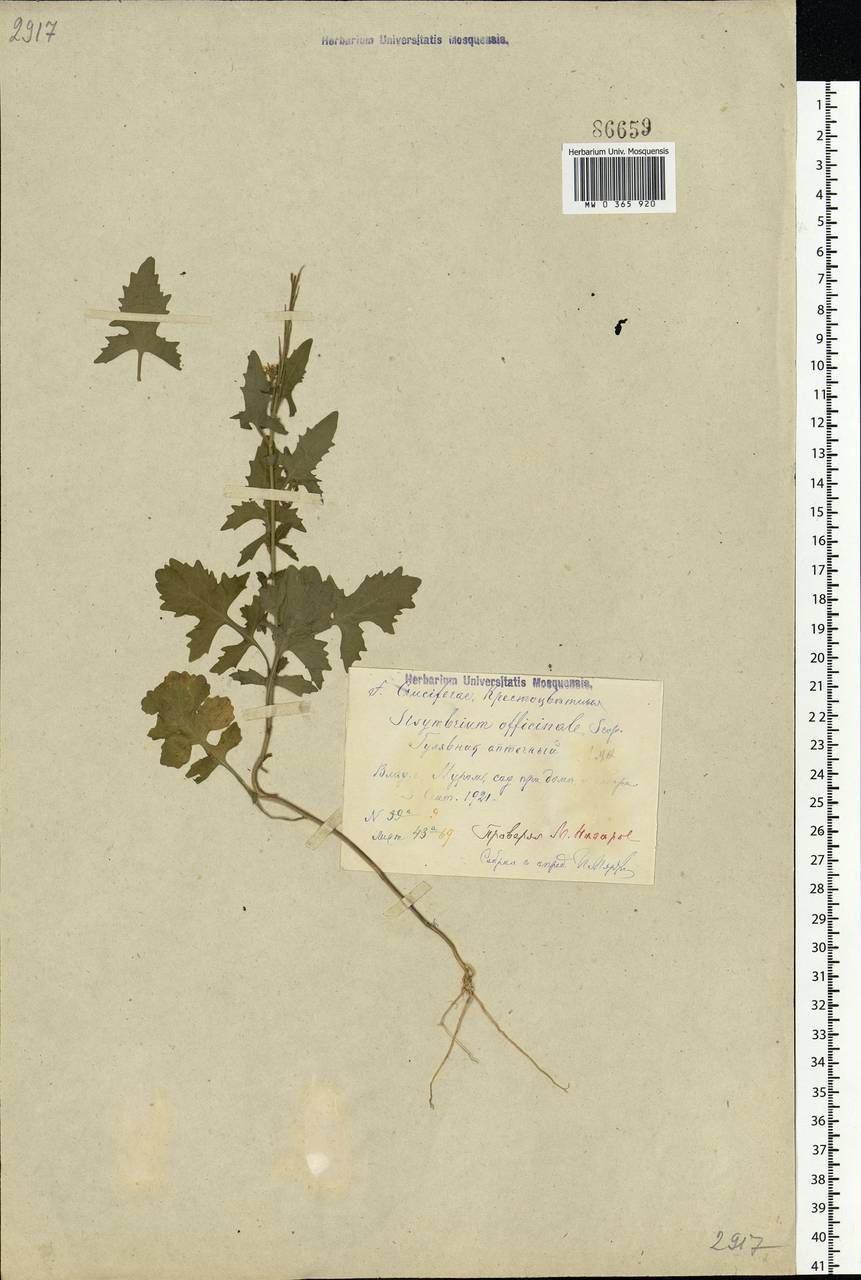 Sisymbrium officinale (L.) Scop., Eastern Europe, Central region (E4) (Russia)