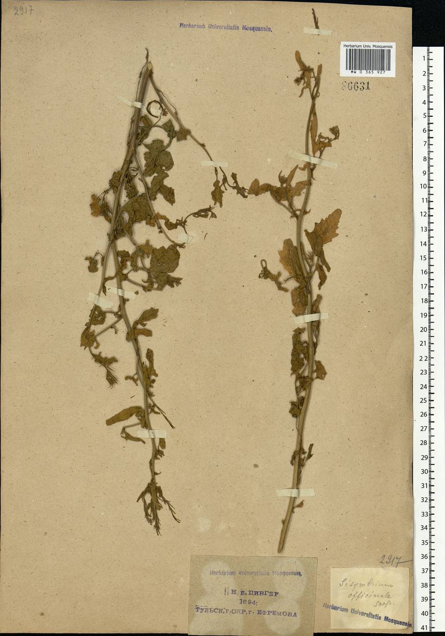 Sisymbrium officinale (L.) Scop., Eastern Europe, Central region (E4) (Russia)