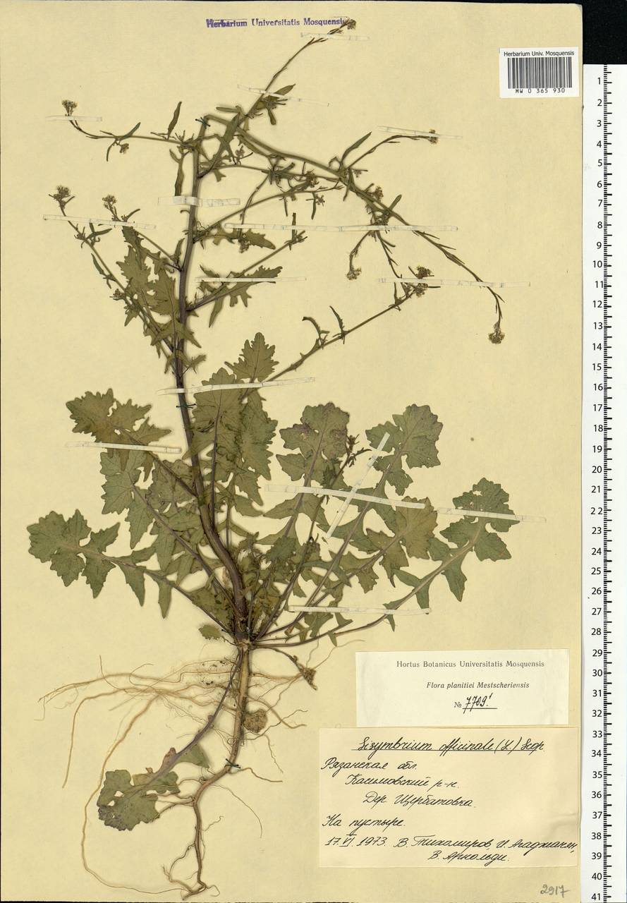 Sisymbrium officinale (L.) Scop., Eastern Europe, Central region (E4) (Russia)