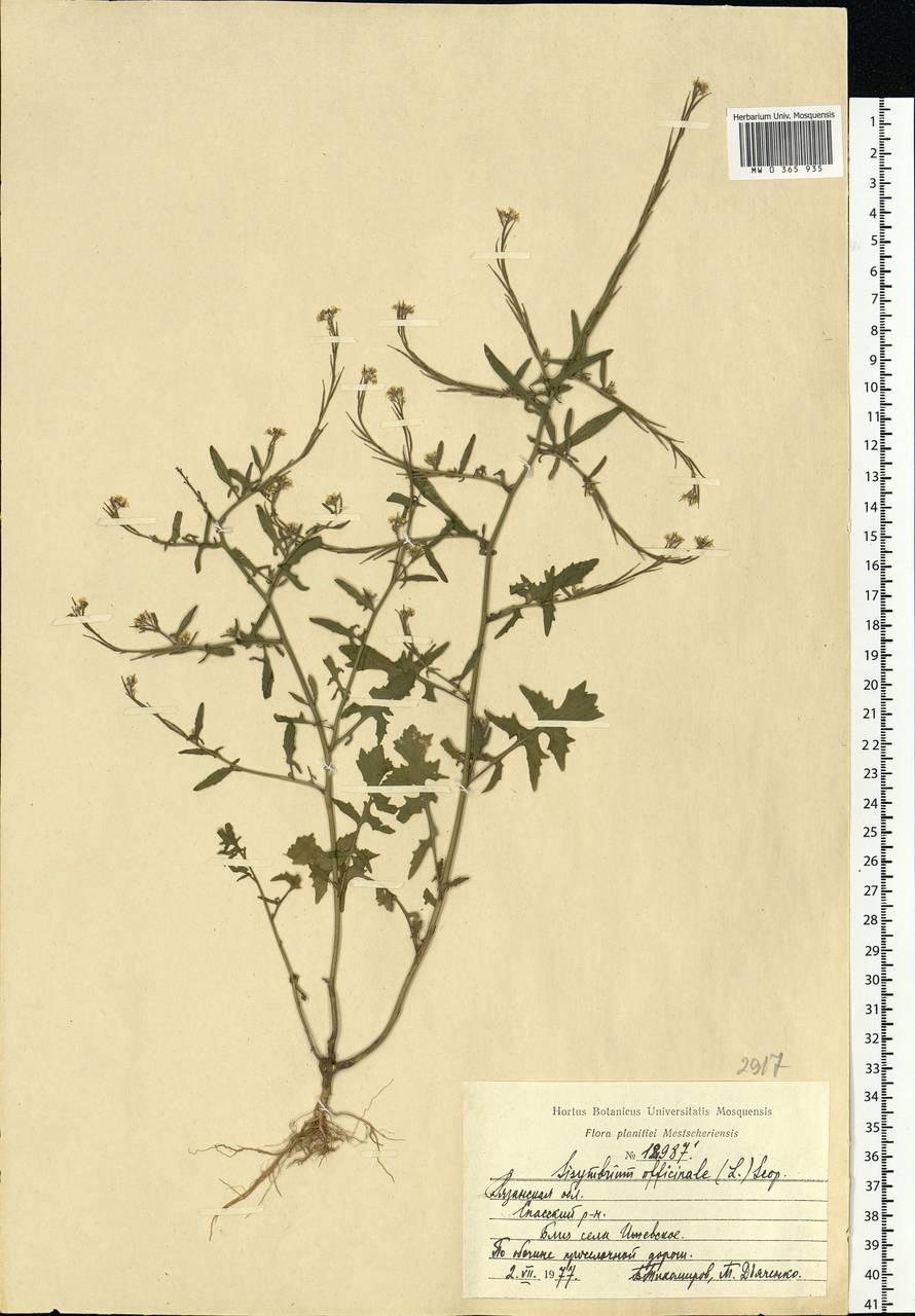 Sisymbrium officinale (L.) Scop., Eastern Europe, Central region (E4) (Russia)