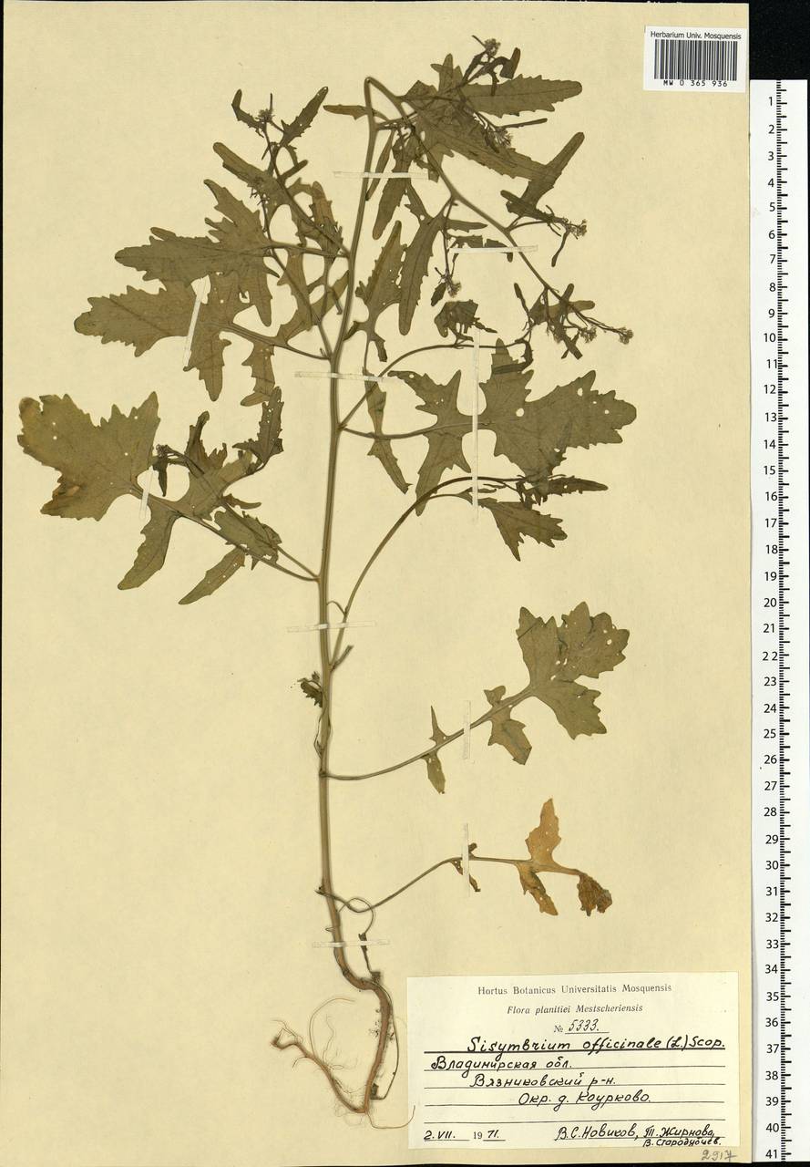 Sisymbrium officinale (L.) Scop., Eastern Europe, Central region (E4) (Russia)