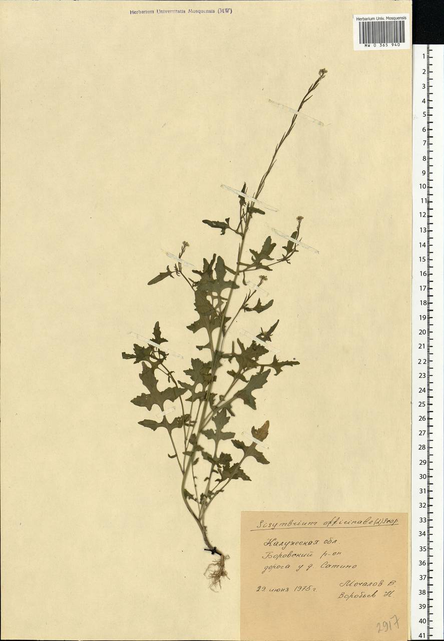 Sisymbrium officinale (L.) Scop., Eastern Europe, Central region (E4) (Russia)