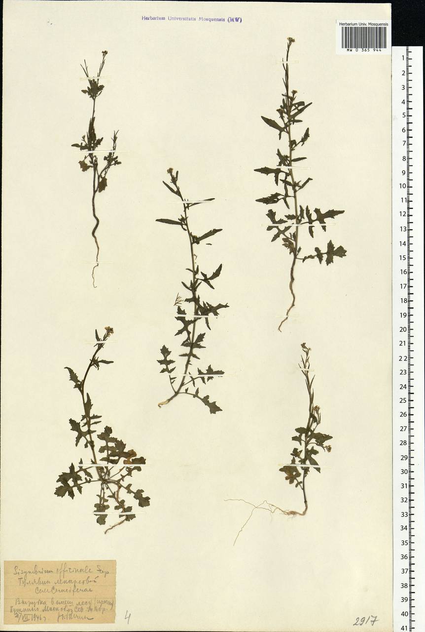 Sisymbrium officinale (L.) Scop., Eastern Europe, Moscow region (E4a) (Russia)