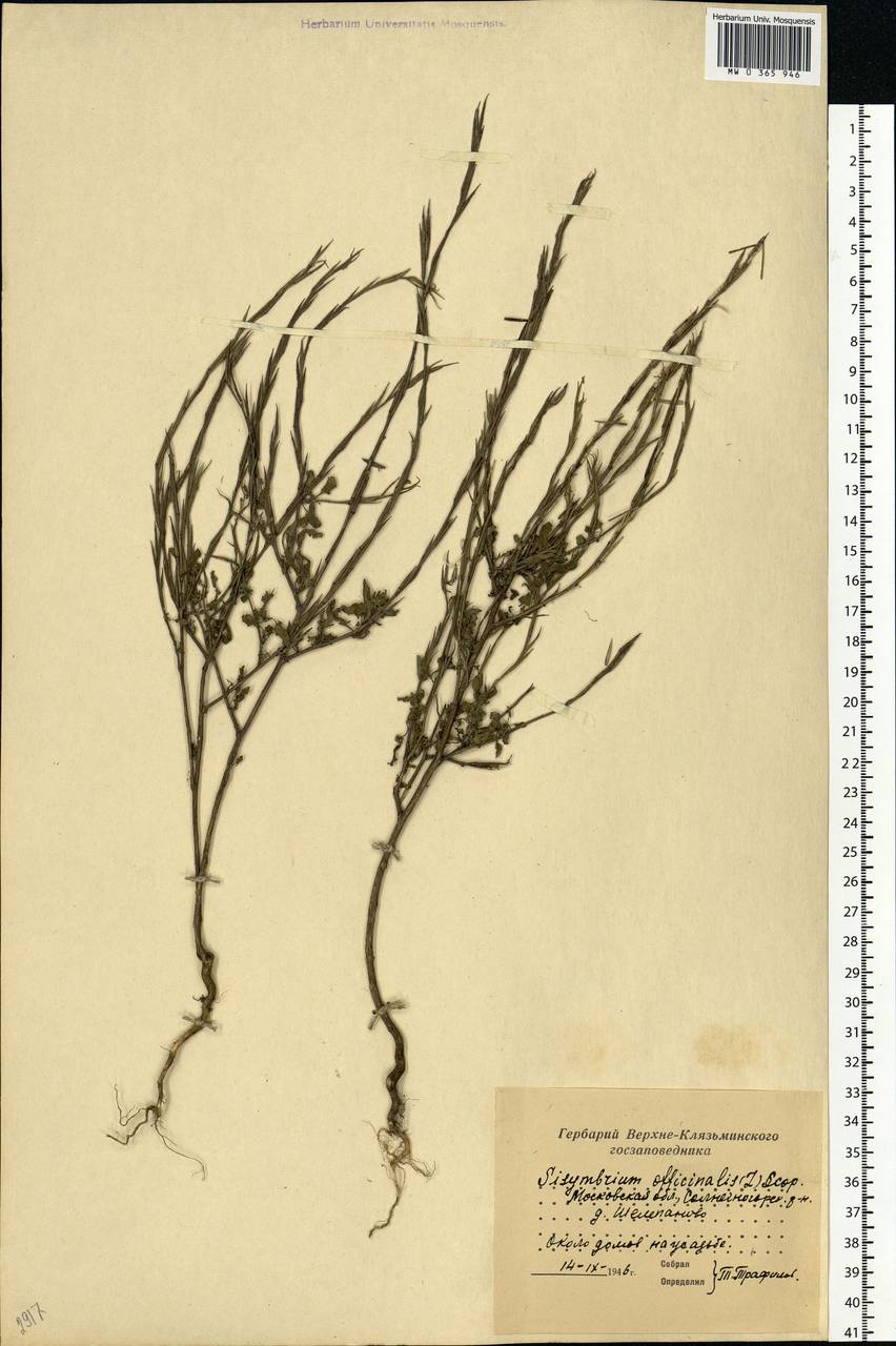 Sisymbrium officinale (L.) Scop., Eastern Europe, Moscow region (E4a) (Russia)