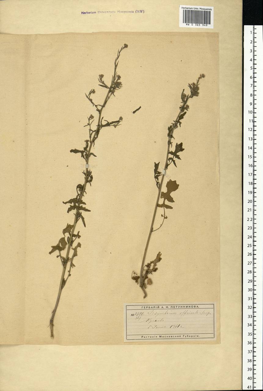 Sisymbrium officinale (L.) Scop., Eastern Europe, Moscow region (E4a) (Russia)