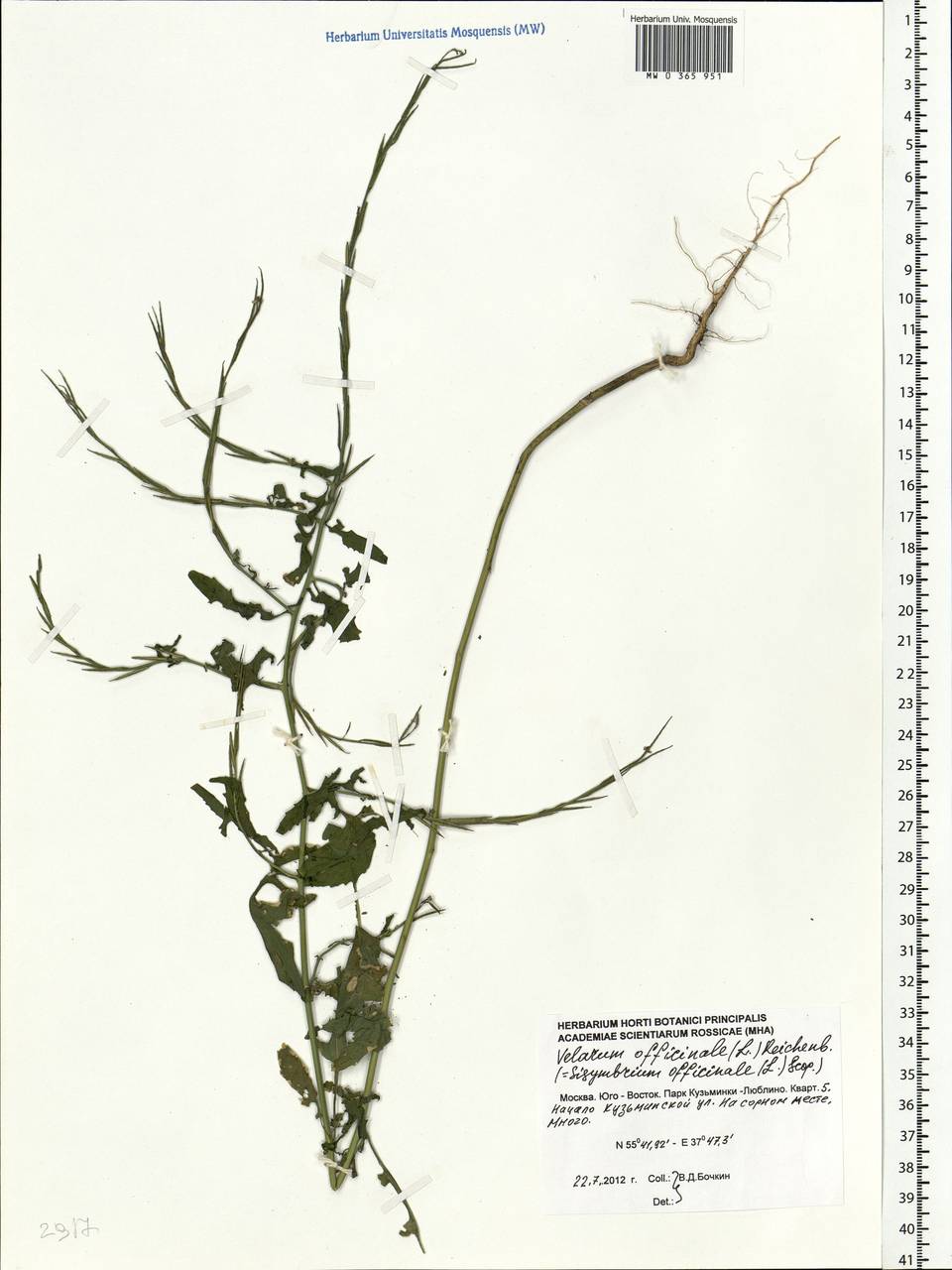 Sisymbrium officinale (L.) Scop., Eastern Europe, Moscow region (E4a) (Russia)