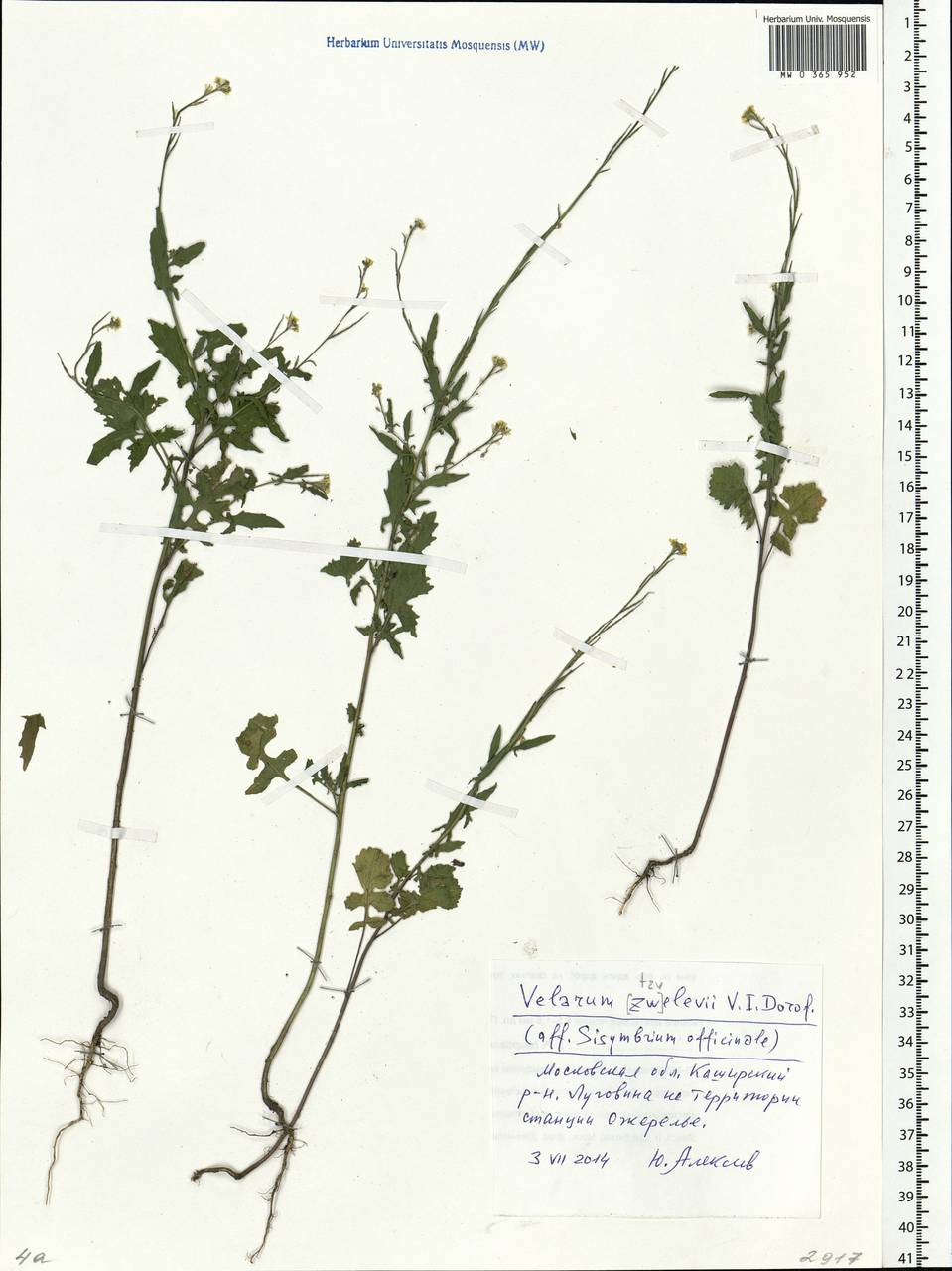 Sisymbrium officinale (L.) Scop., Eastern Europe, Moscow region (E4a) (Russia)