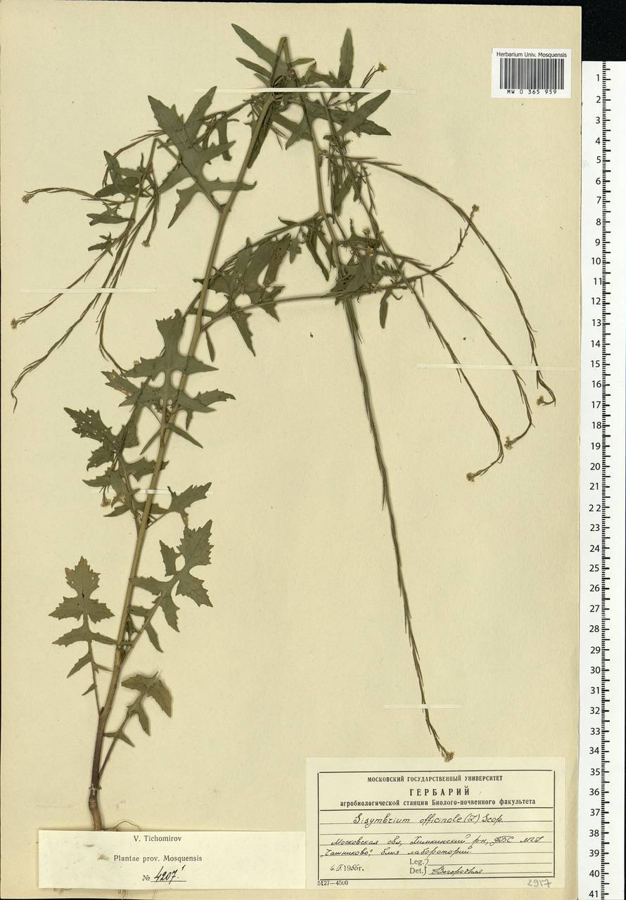 Sisymbrium officinale (L.) Scop., Eastern Europe, Moscow region (E4a) (Russia)