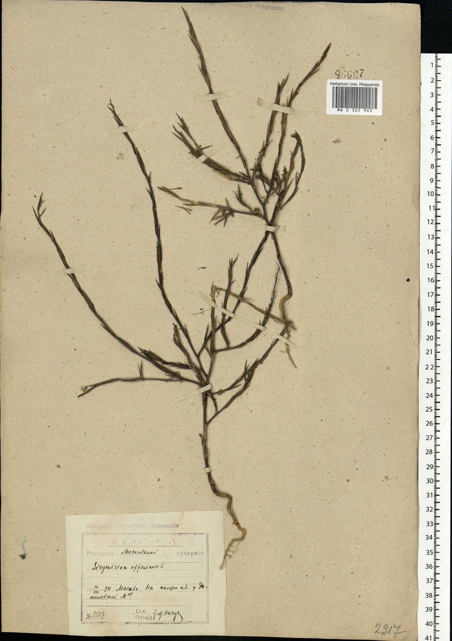 Sisymbrium officinale (L.) Scop., Eastern Europe, Moscow region (E4a) (Russia)