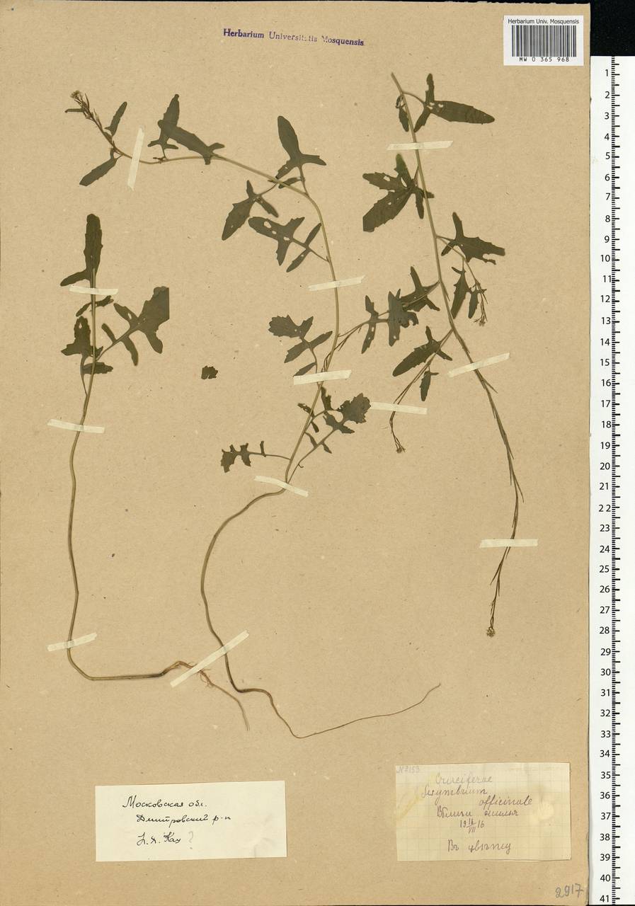 Sisymbrium officinale (L.) Scop., Eastern Europe, Moscow region (E4a) (Russia)