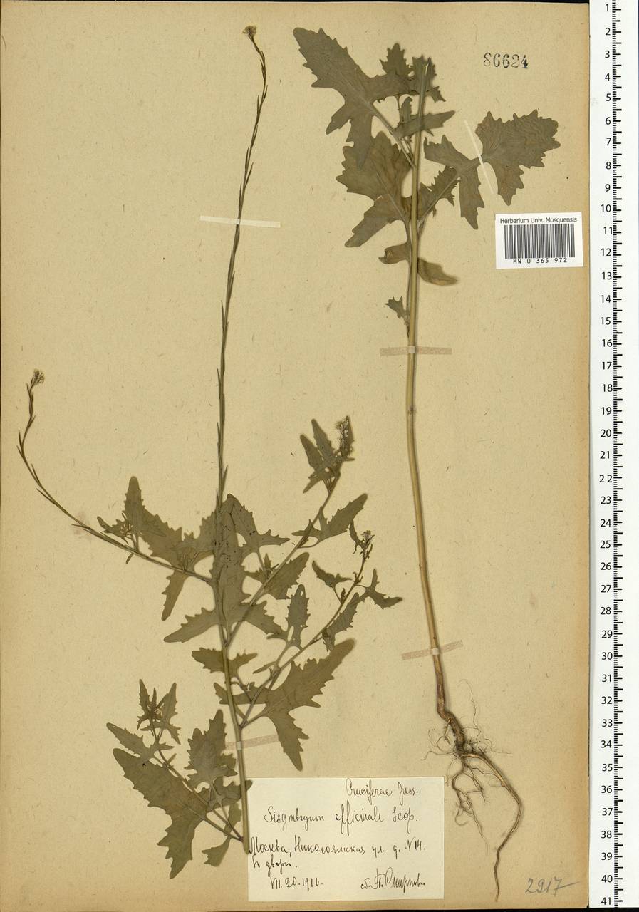 Sisymbrium officinale (L.) Scop., Eastern Europe, Moscow region (E4a) (Russia)