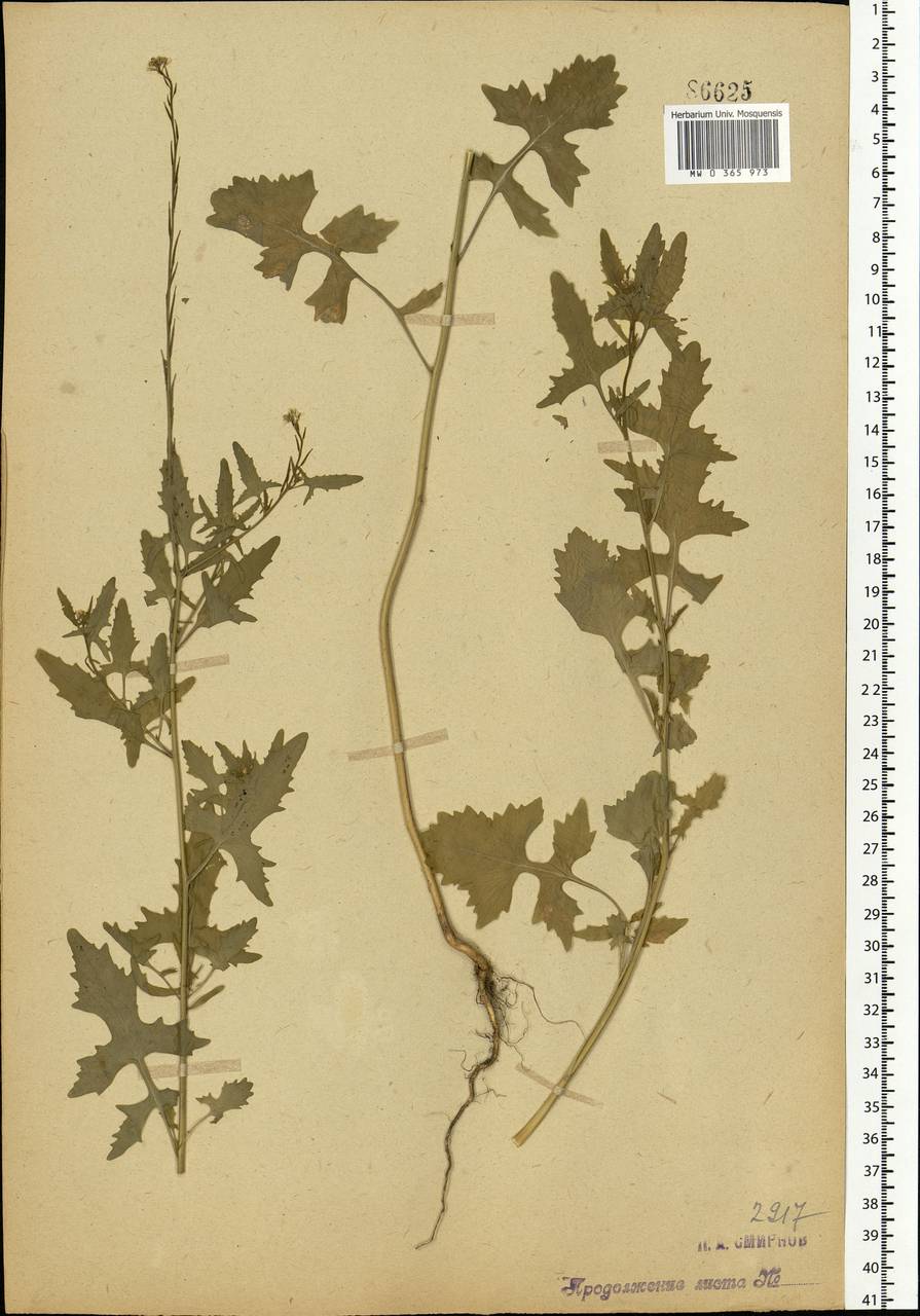 Sisymbrium officinale (L.) Scop., Eastern Europe, Moscow region (E4a) (Russia)