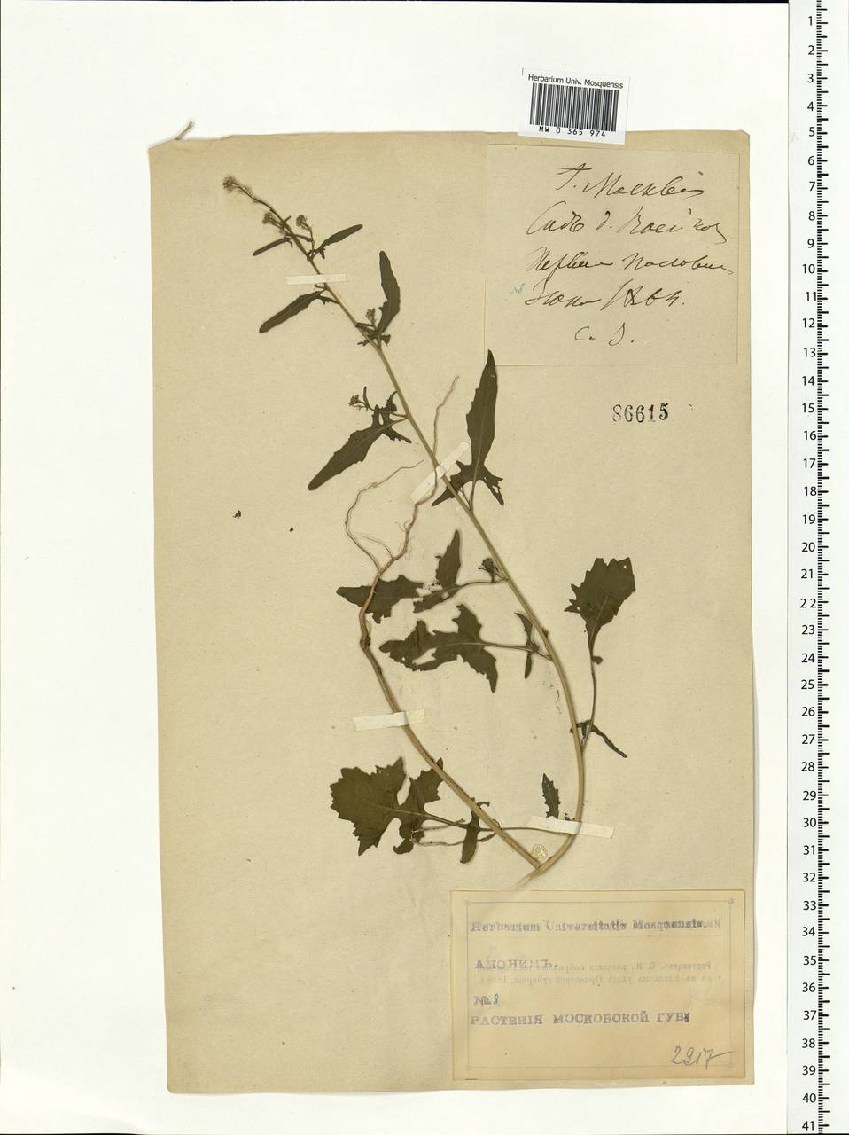 Sisymbrium officinale (L.) Scop., Eastern Europe, Moscow region (E4a) (Russia)
