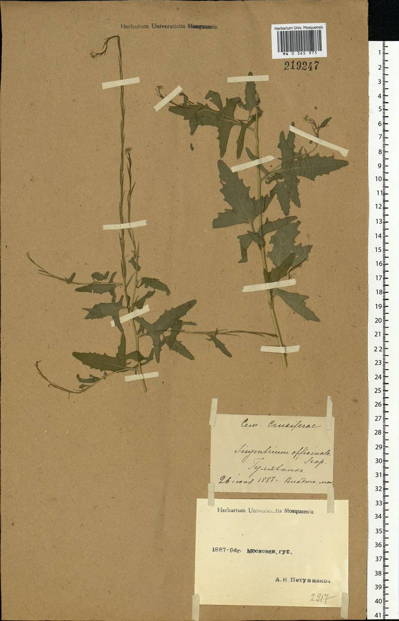 Sisymbrium officinale (L.) Scop., Eastern Europe, Moscow region (E4a) (Russia)