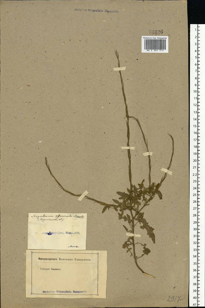 Sisymbrium officinale (L.) Scop., Eastern Europe, Moscow region (E4a) (Russia)