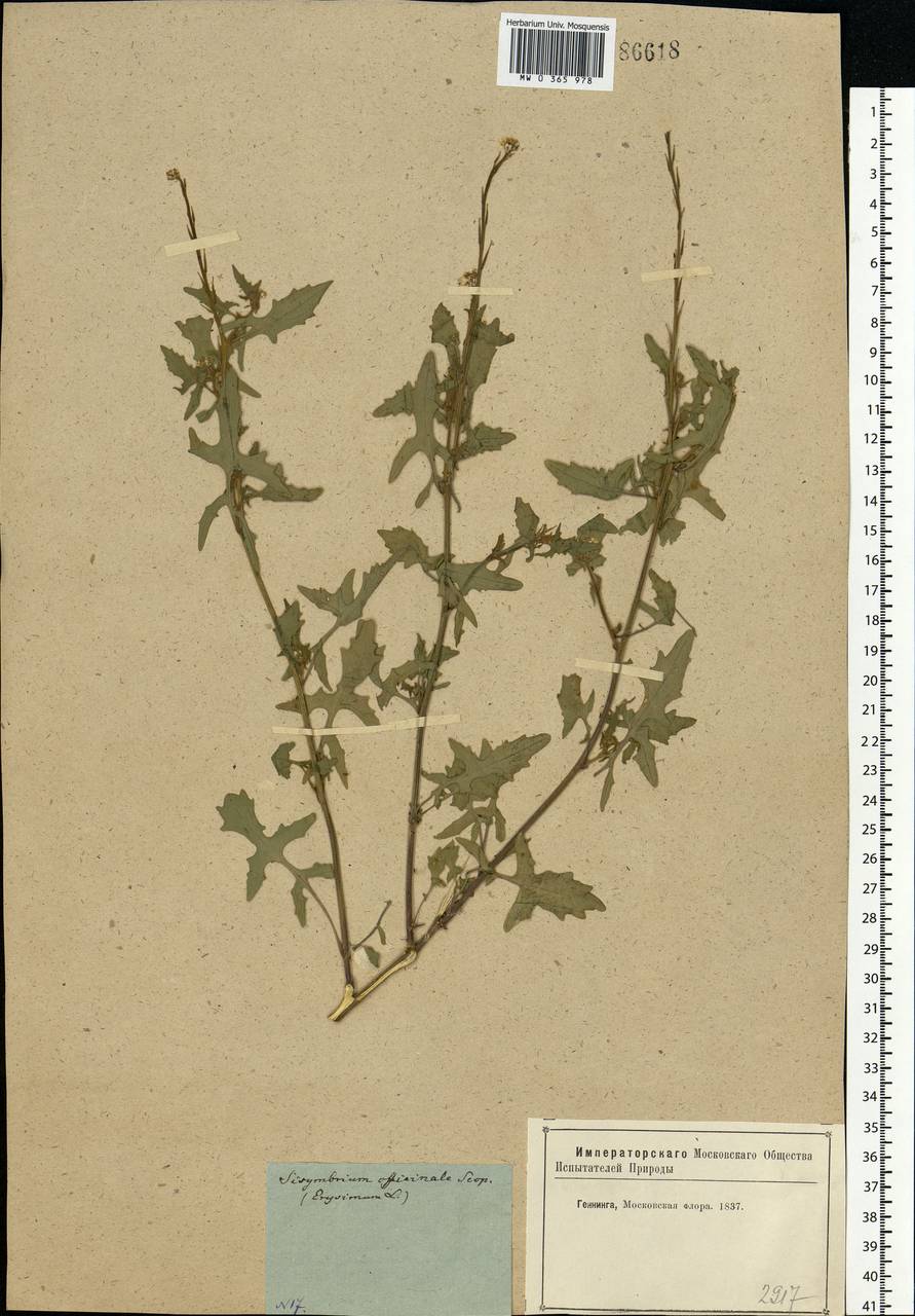 Sisymbrium officinale (L.) Scop., Eastern Europe, Moscow region (E4a) (Russia)