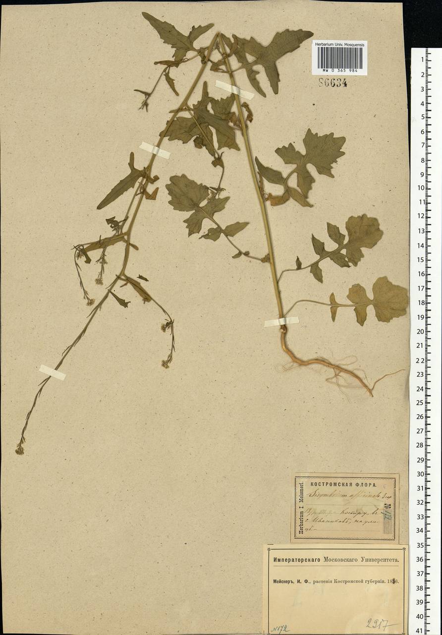 Sisymbrium officinale (L.) Scop., Eastern Europe, Central forest region (E5) (Russia)