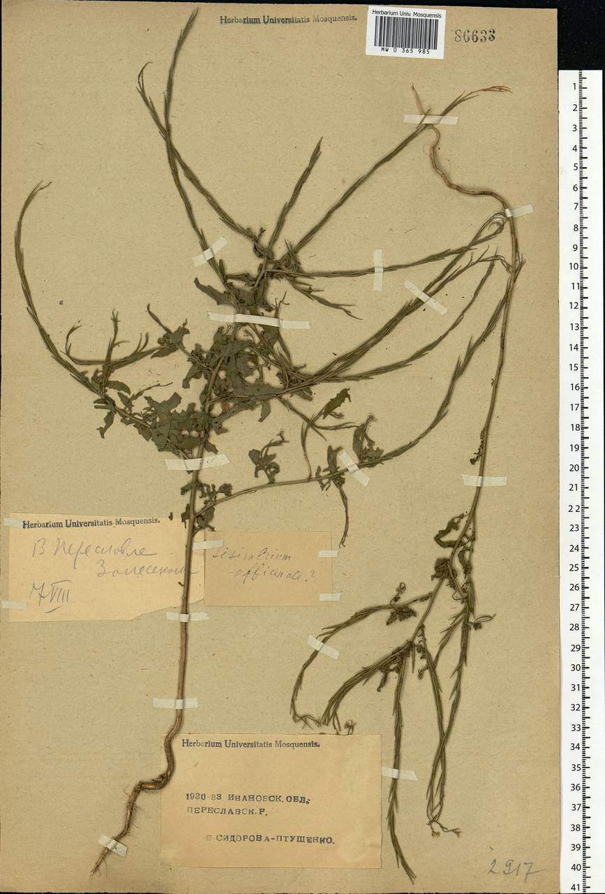 Sisymbrium officinale (L.) Scop., Eastern Europe, Central forest region (E5) (Russia)