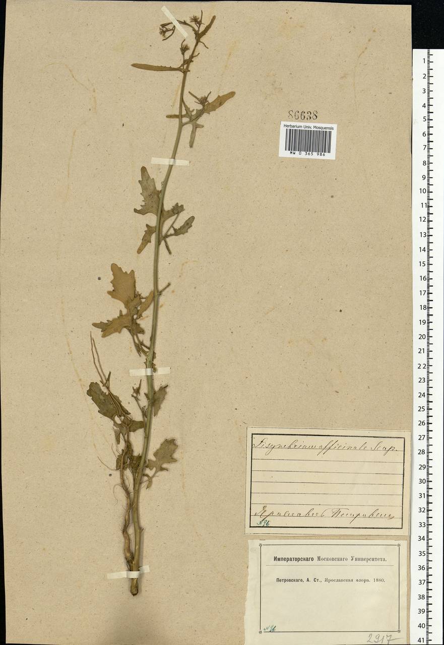 Sisymbrium officinale (L.) Scop., Eastern Europe, Central forest region (E5) (Russia)