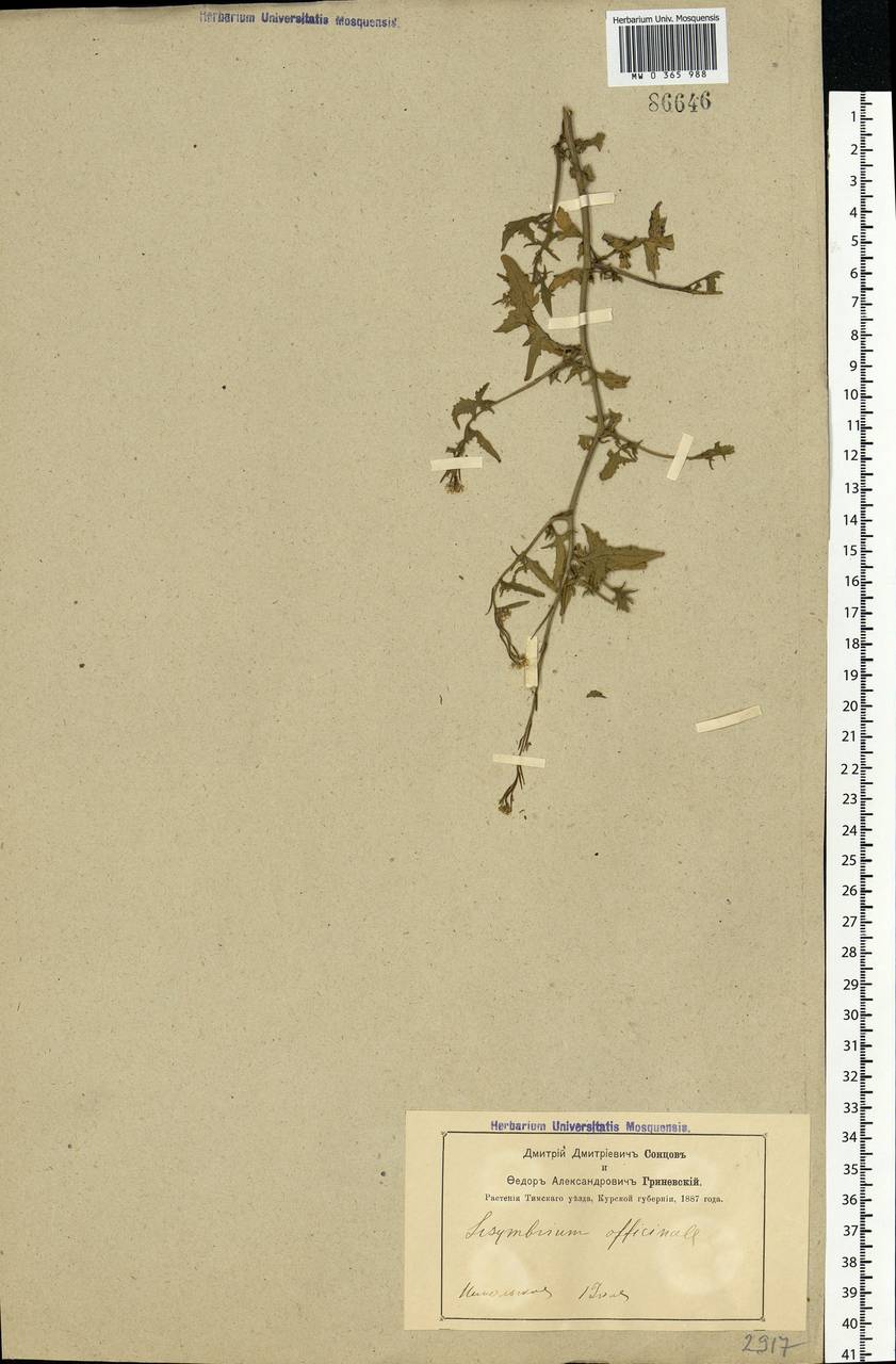 Sisymbrium officinale (L.) Scop., Eastern Europe, Central forest-and-steppe region (E6) (Russia)