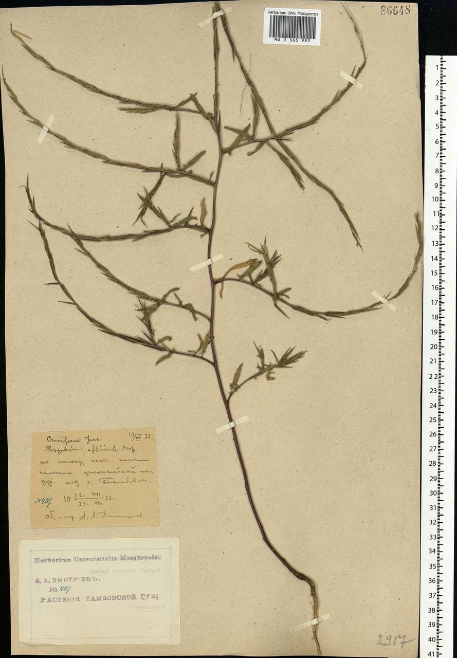Sisymbrium officinale (L.) Scop., Eastern Europe, Central forest-and-steppe region (E6) (Russia)