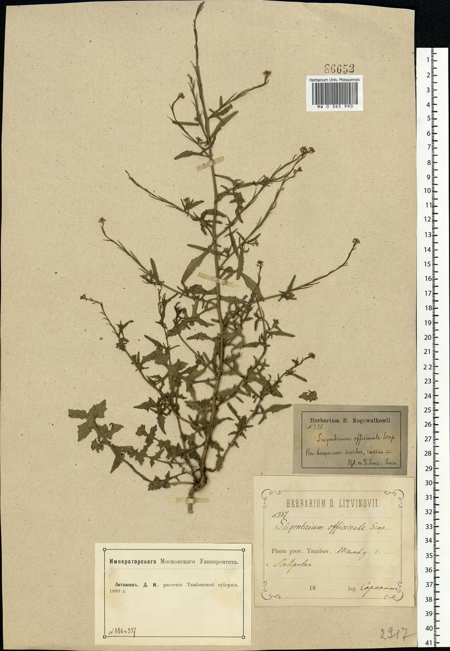 Sisymbrium officinale (L.) Scop., Eastern Europe, Central forest-and-steppe region (E6) (Russia)