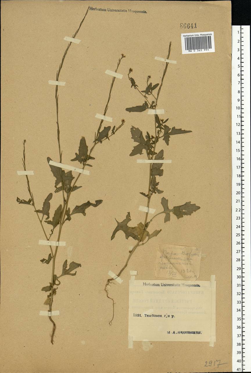 Sisymbrium officinale (L.) Scop., Eastern Europe, Central forest-and-steppe region (E6) (Russia)